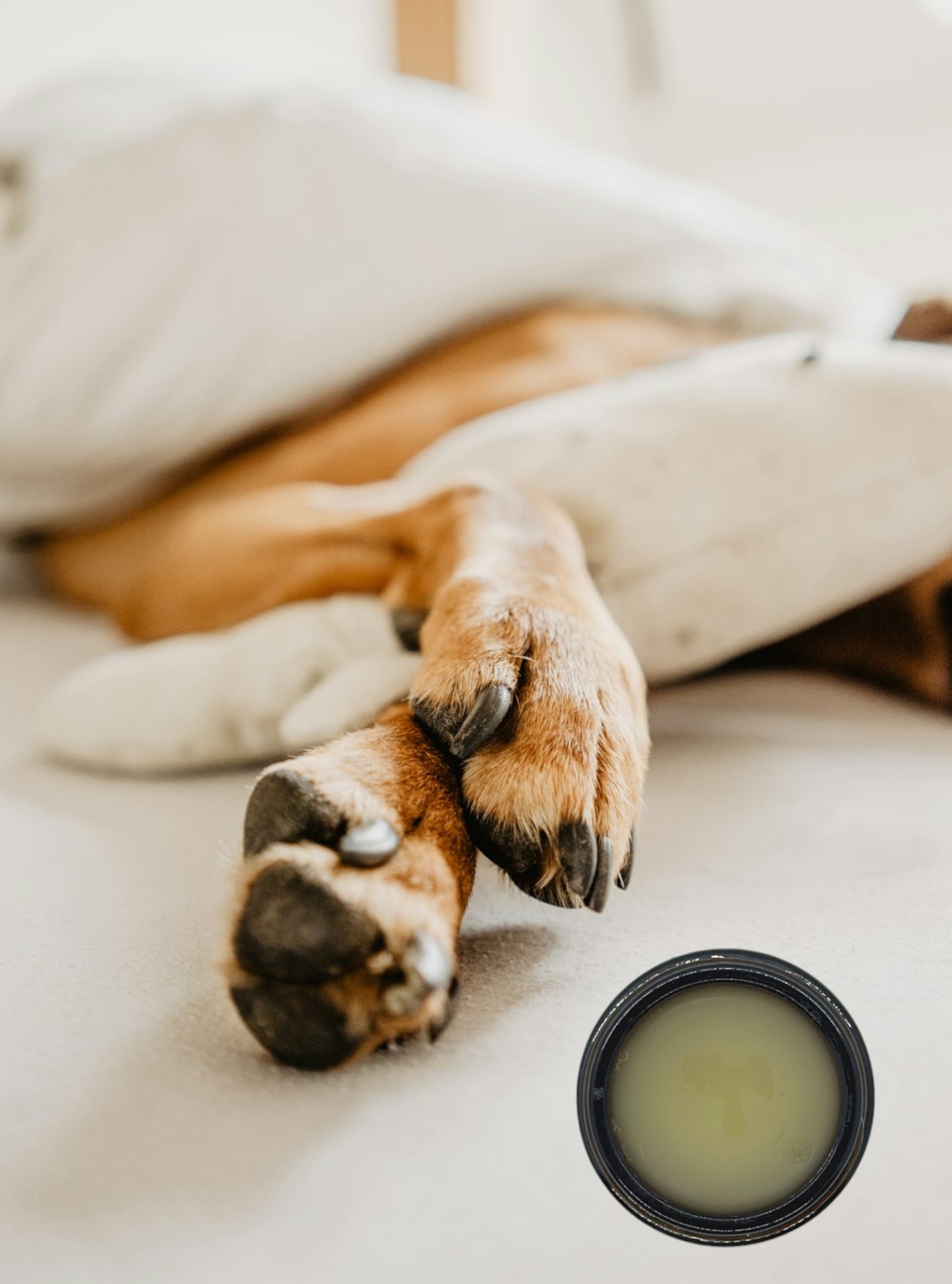 Pet Paw Balm (4 oz)